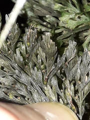 Trichomanes strictum