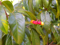 Mischocarpus exangulatus