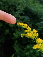 Solidago canadensis hargeri