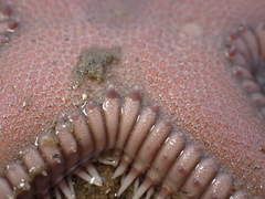 Astropecten armatus