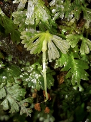 Symphyogyna hymenophyllum