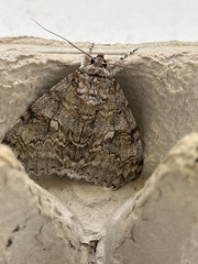 Catocala fraxini