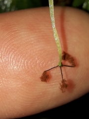 Symphyogyna hymenophyllum