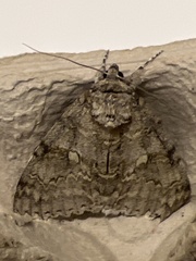 Catocala fraxini