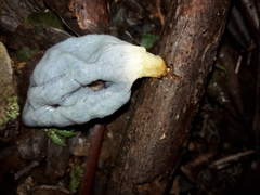 Clavogaster virescens