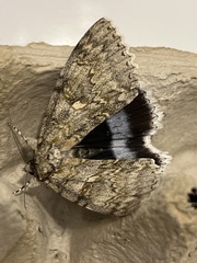 Catocala fraxini