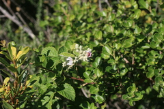 Rubus rigidus