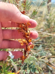 Orobanche