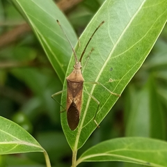 Coreidae