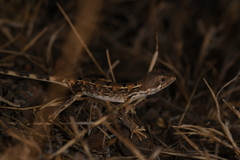 Sauria