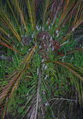 Macrozamia fraseri