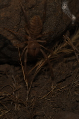 Solifugae