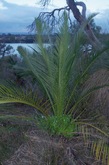 Macrozamia fraseri