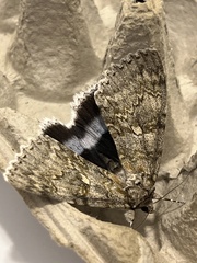 Catocala fraxini