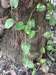 Epipremnum aureum