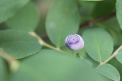 Vaccinium ovalifolium
