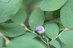Vaccinium ovalifolium