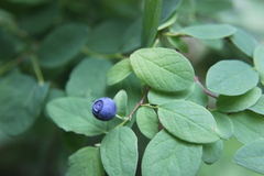 Vaccinium ovalifolium