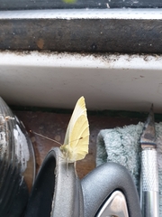 Pieris rapae