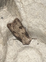 Agrotis puta