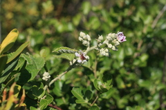 Rubus rigidus