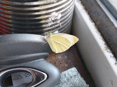 Pieris rapae