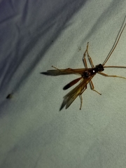 Opheltes glaucopterus