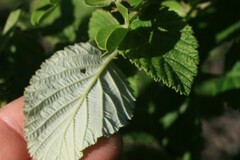 Rubus rigidus
