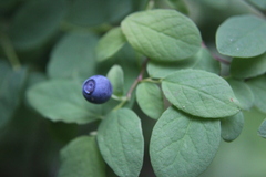 Vaccinium ovalifolium