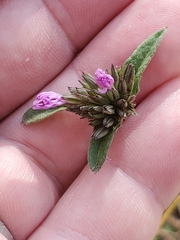 Elephantopus tomentosus