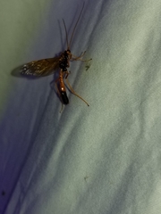 Opheltes glaucopterus