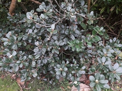 Rhaphiolepis umbellata