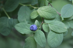 Vaccinium ovalifolium