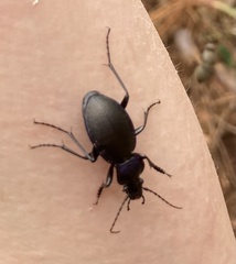 Carabus violaceus