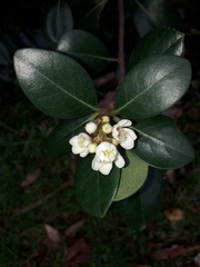 Rhaphiolepis umbellata