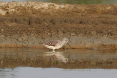 Tringa stagnatilis