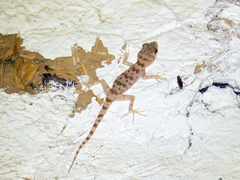Tenuidactylus fedtschenkoi