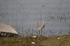 Limosa limosa