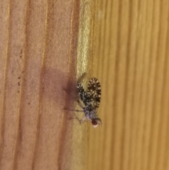 Trypetoptera punctulata