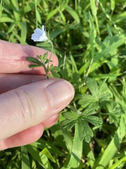 Geranium potentilloides