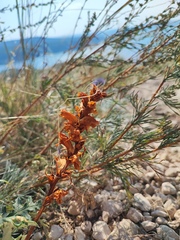 Orobanche