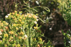 Agathosma apiculata