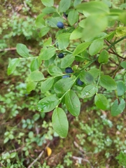 Vaccinium myrtillus