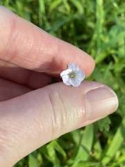 Geranium potentilloides