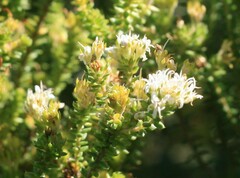 Agathosma apiculata