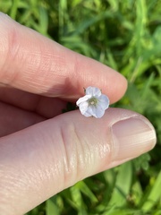 Geranium potentilloides