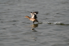 Tachybaptus ruficollis