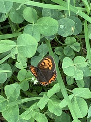 Lycaena phlaeas daimio