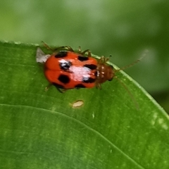 Paridea octomaculata