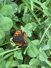 Lycaena phlaeas daimio
